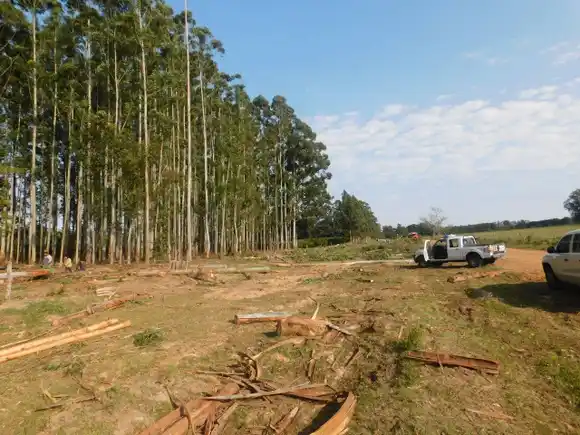 Trabajador falleció aplastado por un árbol