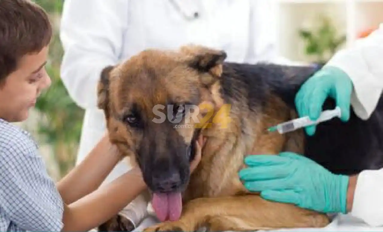 El próximo domingo en el parque municipal habrá vacunación antirrábica gratuita 