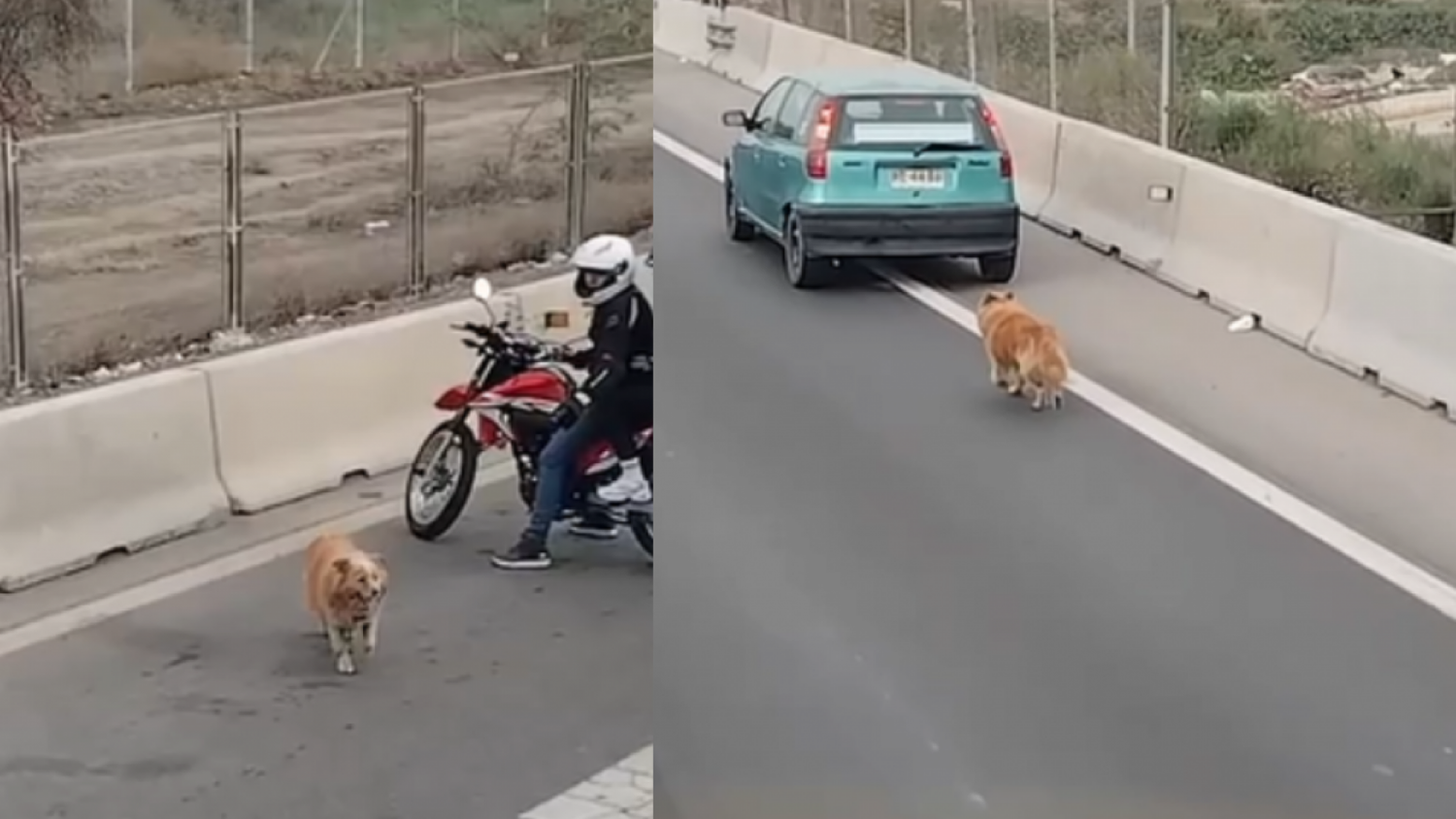 Video: conductores se unieron para rescatar a un perrito perdido en plena autopista