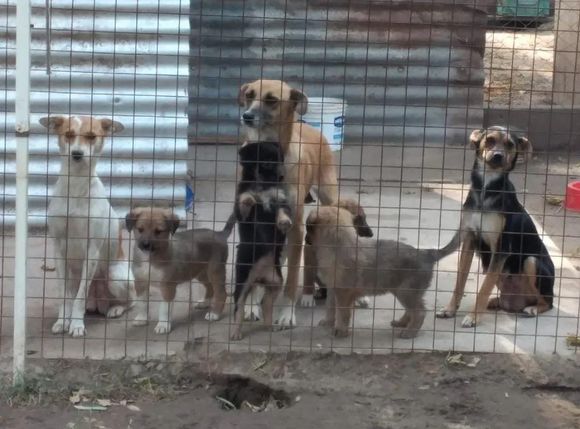 El refugio lanzó su rifa a beneficio y se sortea para el Día del Padre