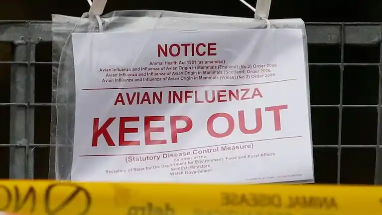 Primera muerte por gripe aviar en los Estados Unidos