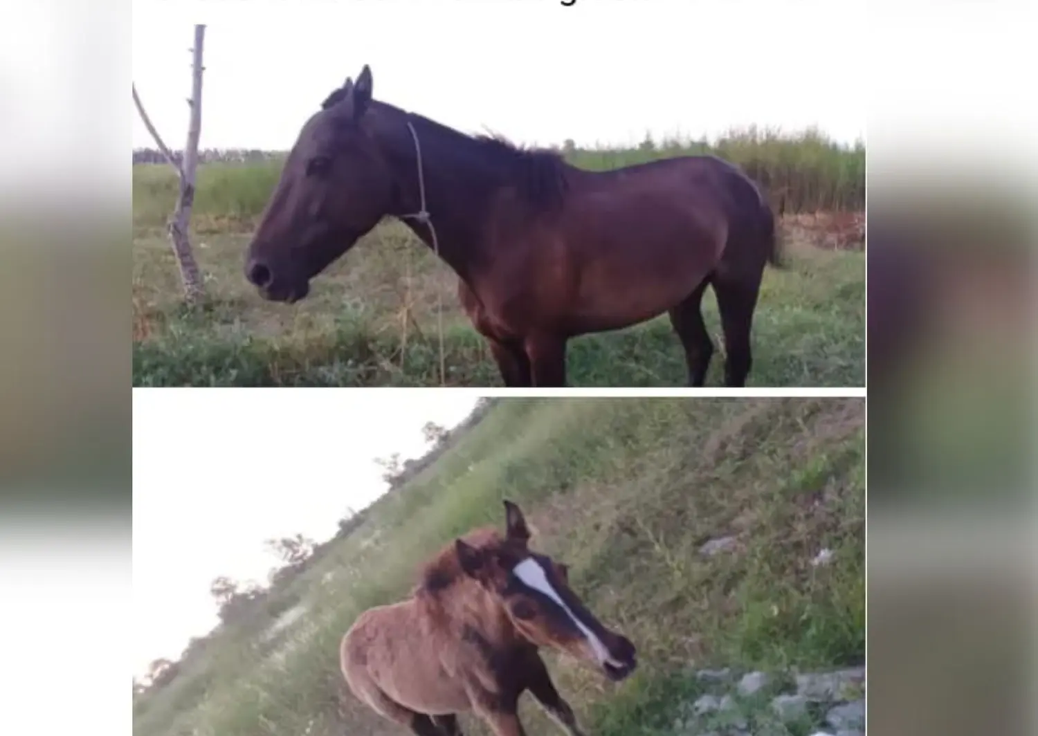 Encontraron a estos caballos y buscan a sus dueños