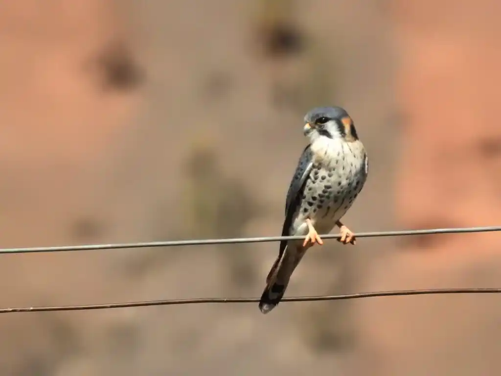 Proponen a las aves como agentes solidarios para mejorar el ánimo durante el aislamiento