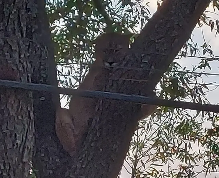 Vecinos alarmados por la presencia de un puma en Balcarce