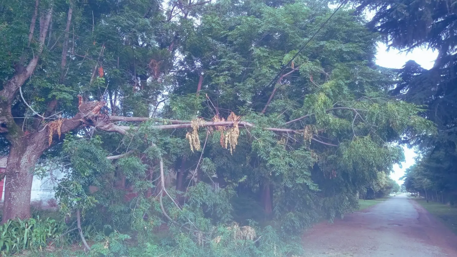 Rama de árbol caída sobre cables