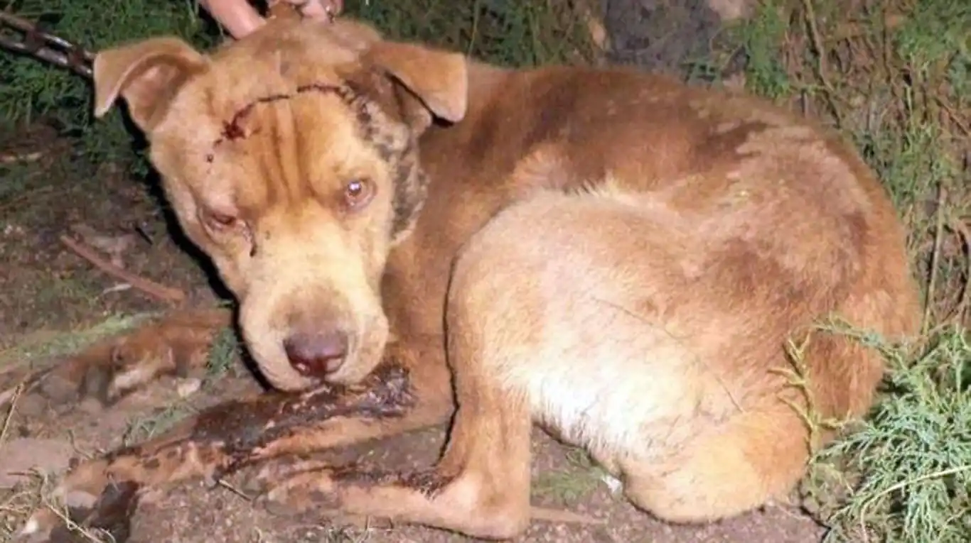 Indignación en Coronel Pringles: Vecino atacó a hachazos a tres perros y mató a uno de ellos