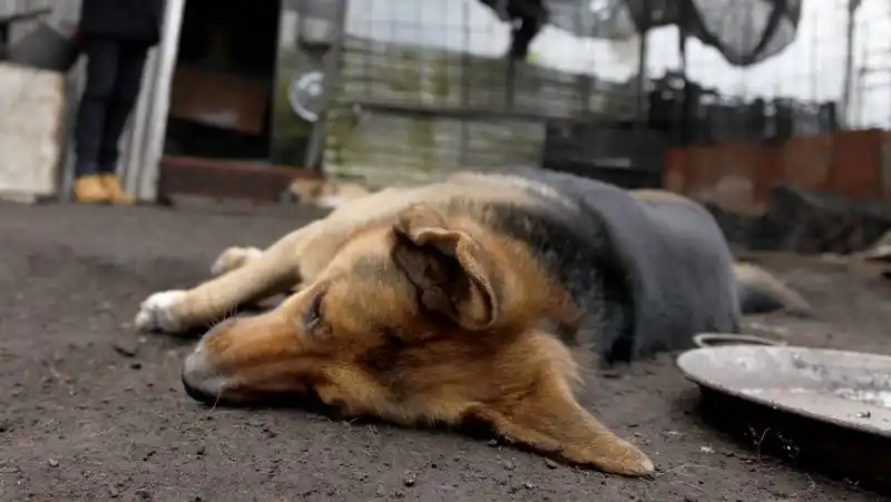 Convocan a una marcha por el envenenamiento de perros