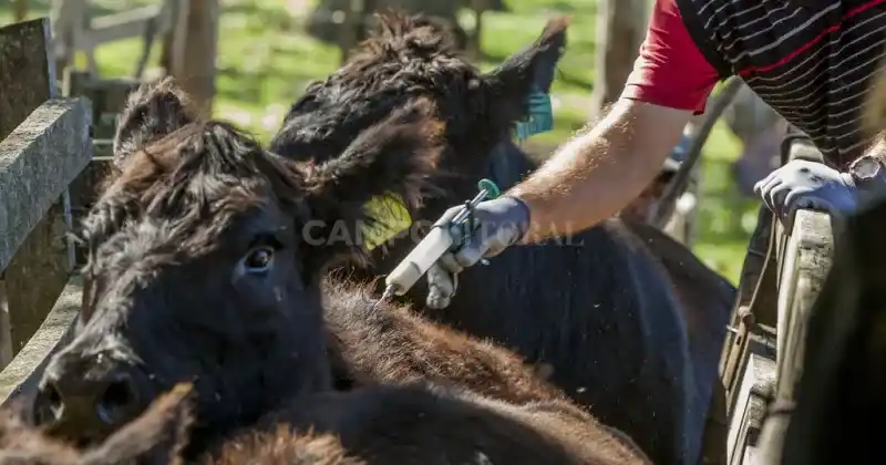 Sin contemplaciones por la sequía, arranca la vacunación antiaftosa