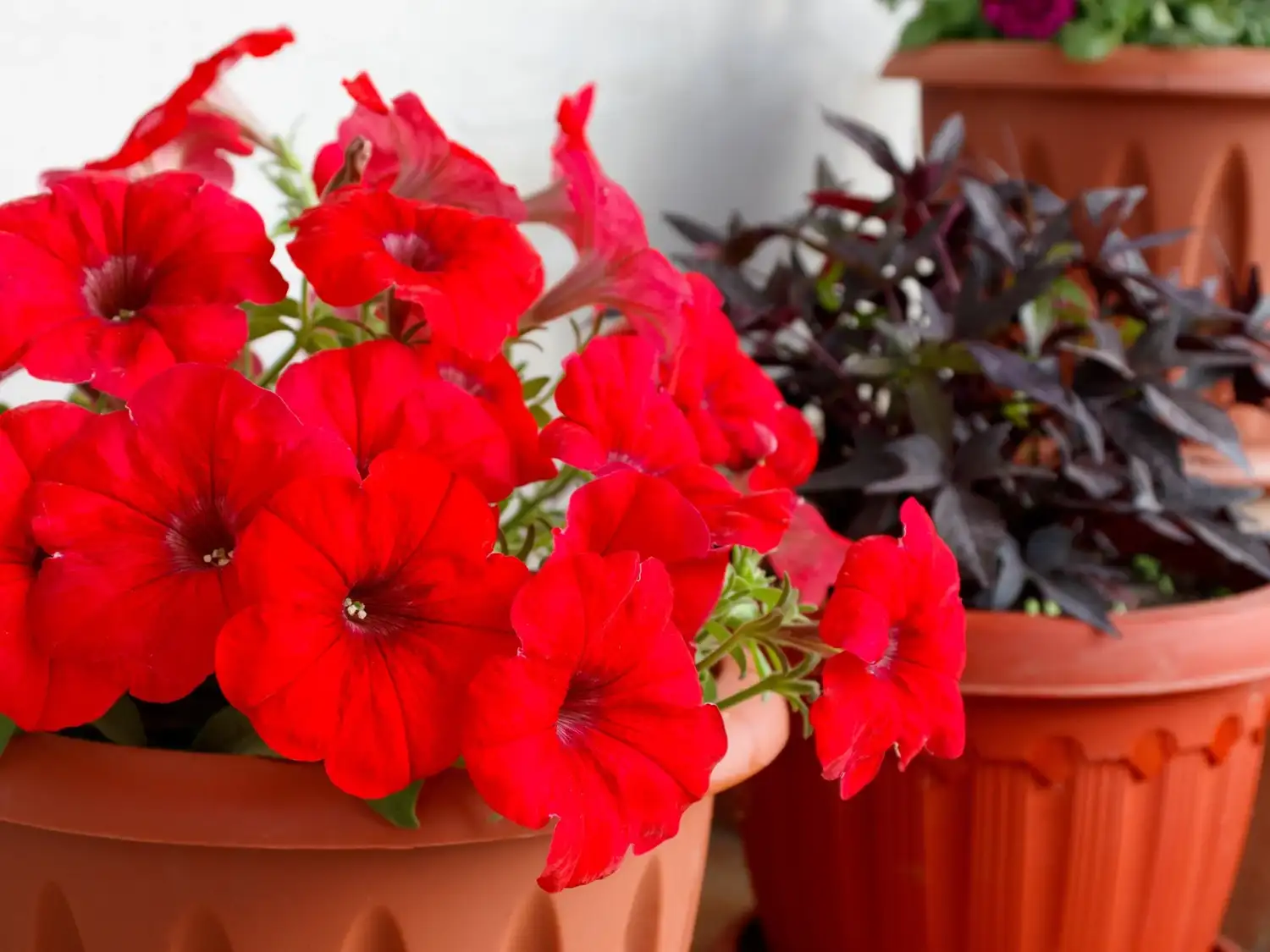 petunias - 6