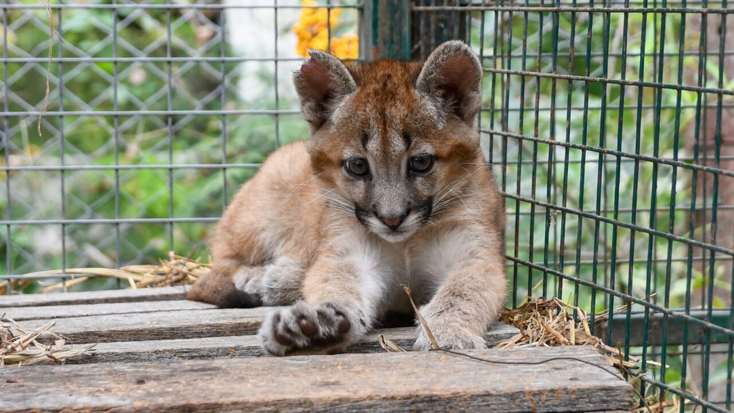 La Provincia rescató cinco pumas, un guazuncho y una gallareta 