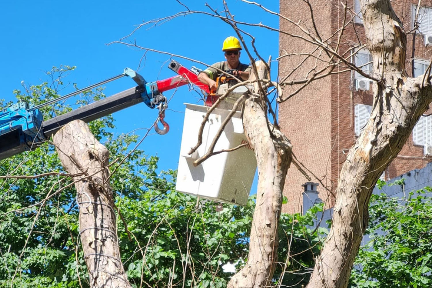 El municipio extraerá árboles secos durante el fin de semana y habrá calzada reducida en algunas intersecciones