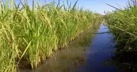 Distinguen a la empresa agropecuaria más innovadora del país