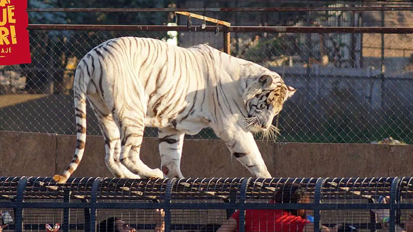 Tragedia: un tigre mató a una joven que limpiaba la jaula en el zoológico