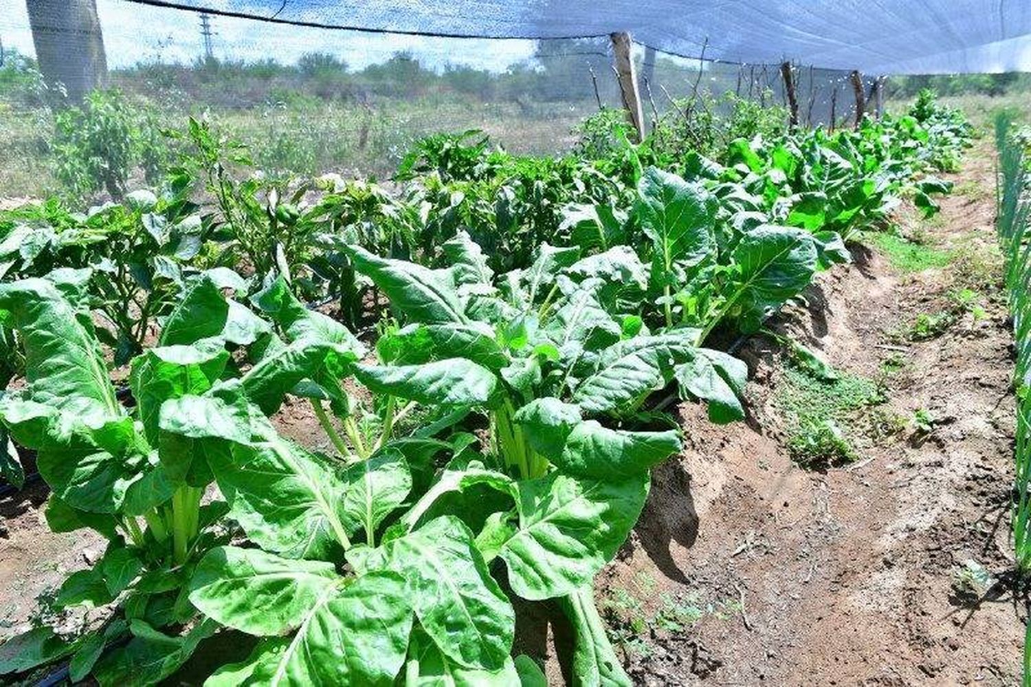 “Las expectativas que generan las lluvias 
de las últimas semanas son muy positivas”