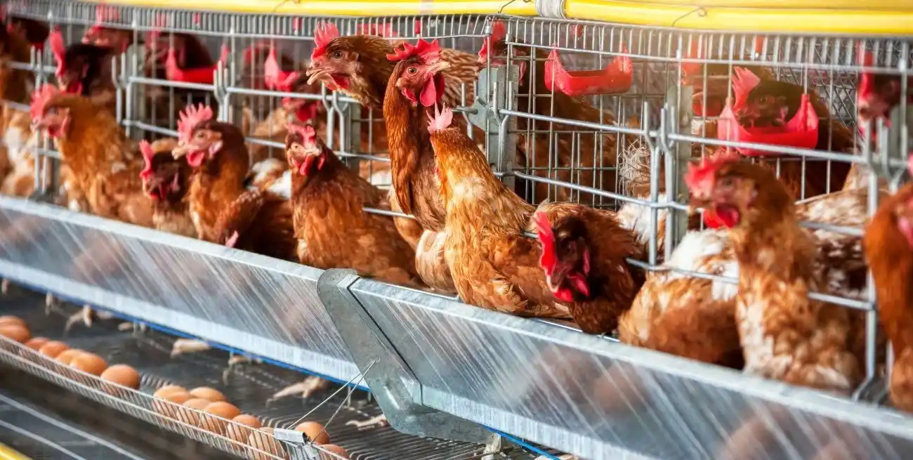 Las autoridades argentinas suspendieron temporalmente las exportaciones de productos avícolas