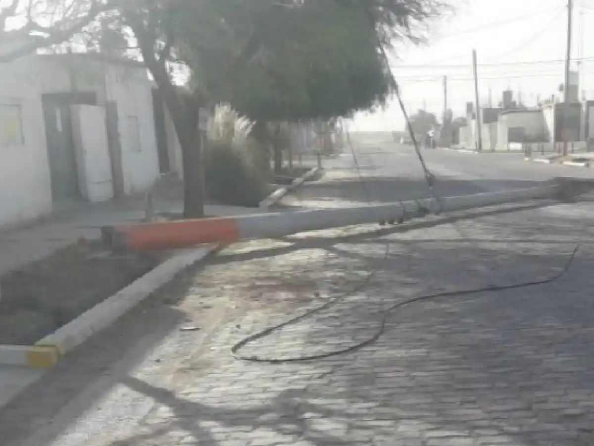 Destrozos por el Zonda en San Juan: árboles y postes caídos