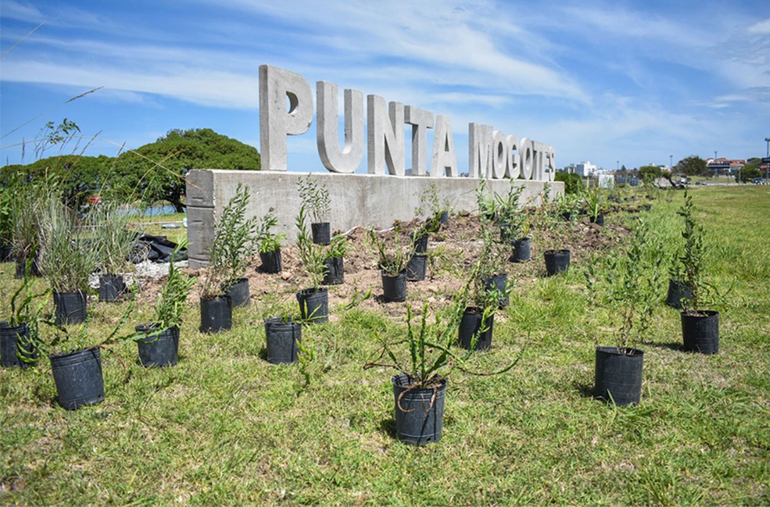 Plantaron 330 ejemplares de nativas en el Complejo Punta Mogotes