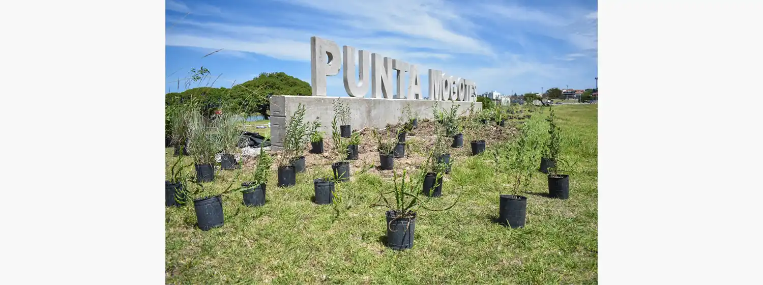 Plantaron 330 ejemplares de nativas en el Complejo Punta Mogotes