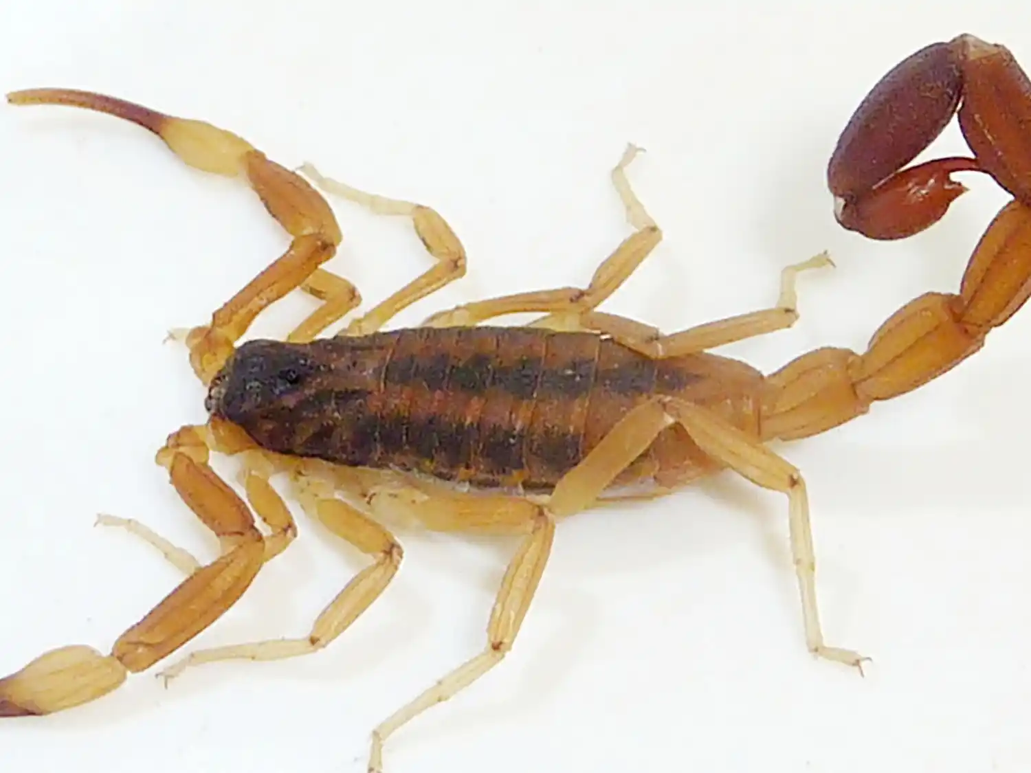 Desde Salud se recuerdan las principales medidas para prevenir picaduras de alacranes