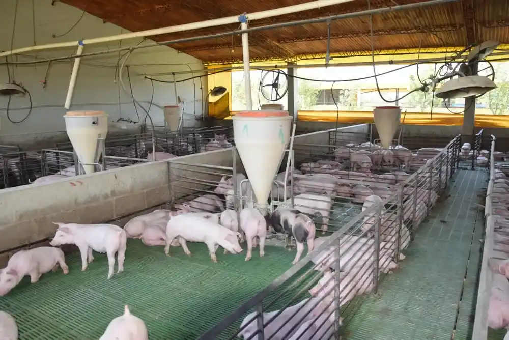La cadena porcina, una de las que más creció en los últimos diez años en la Provincia.