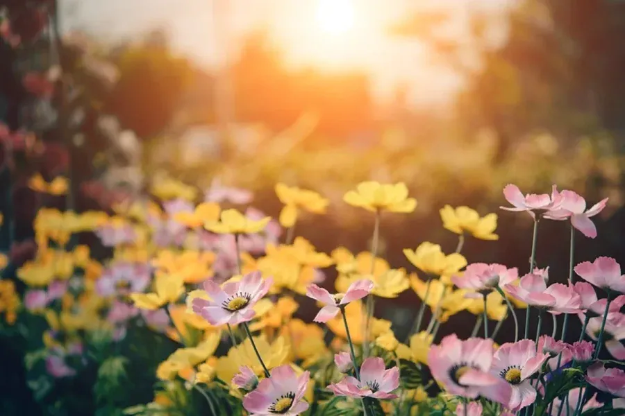 ¿Cuándo empieza de verdad la primavera? No, no comienza el 21