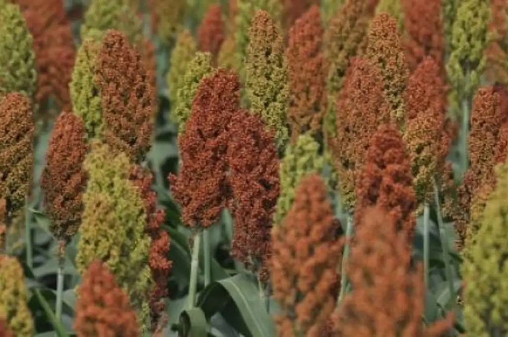 El sorgo gana protagonismo en las dietas ganaderas