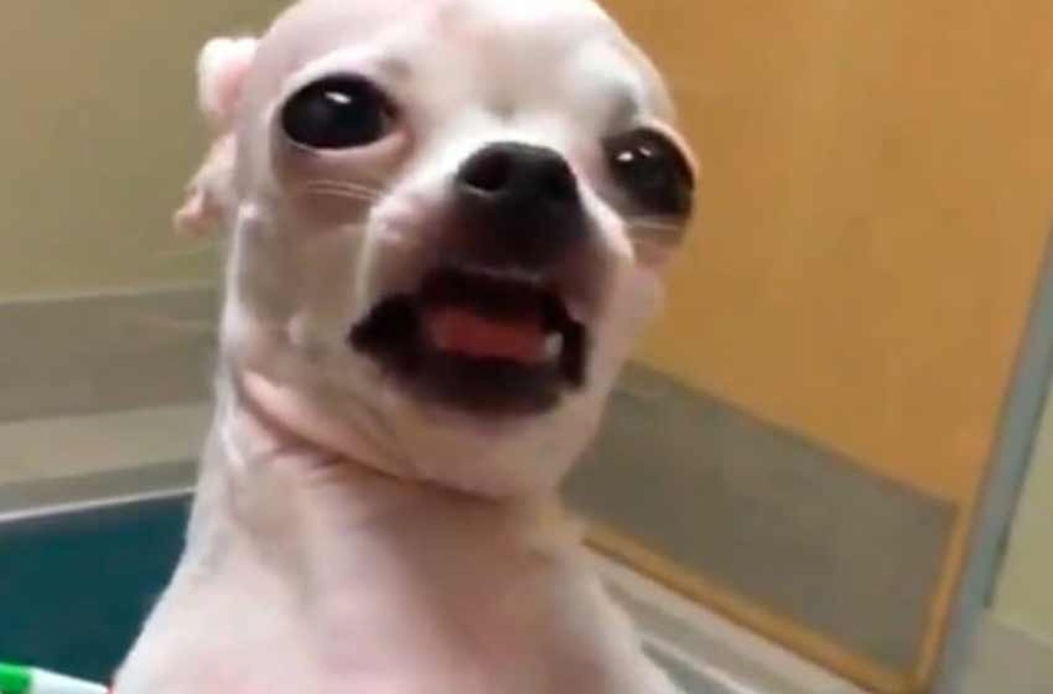 La reacción de una perra que consumió marihuana se hizo viral