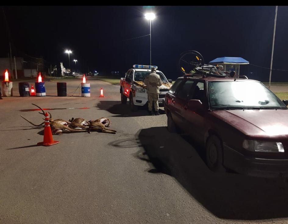 Ingresaban a la ciudad con tres ciervos faenados en el auto  