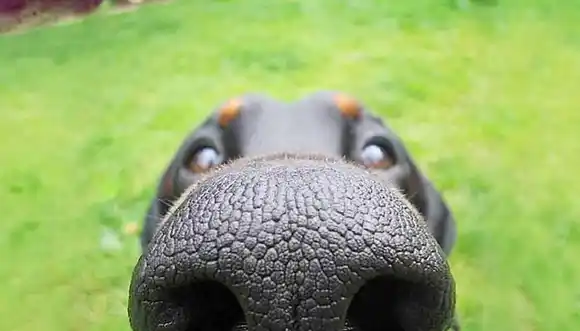 Entrenan perros para que detecten humanos con COVID-19 positivo