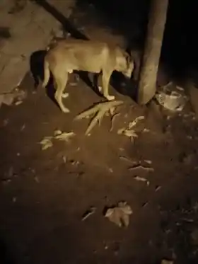 Mascota asustada espera a su dueño
