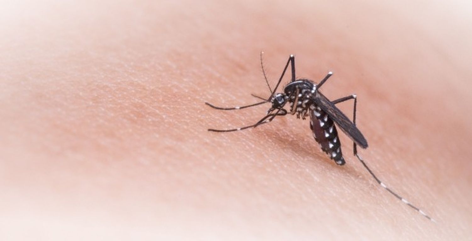 Confirman el primer caso de dengue en Salto