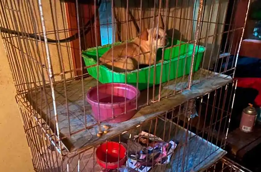 Confirmaron qué pasará con los casi 200 perros secuestrados este miércoles en un criadero clandestino