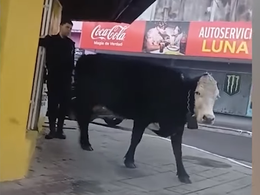 Una vaca ingresó a una librería y generó momentos de temor entre los clientes