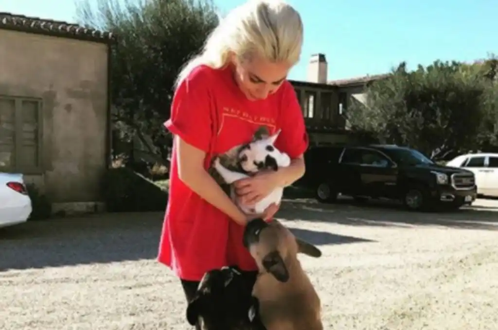 La Policía recuperó a los dos bulldogs franceses de Lady Gaga!!
