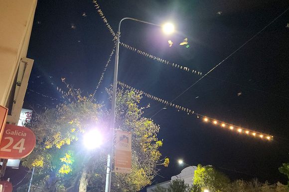 Las golondrinas invadieron el centro de Rafaela: un espectáculo natural que trae grandes beneficios