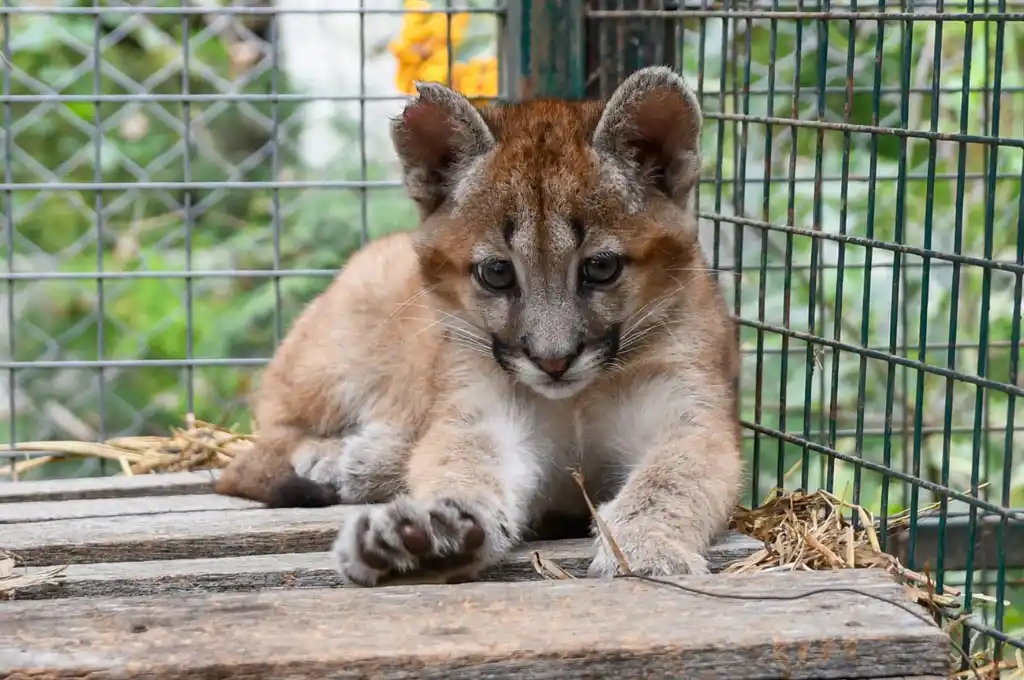 Erika Gonnet destacó que “en lo que va de 2023 ingresaron 313 ejemplares de diversas especies y ya fueron liberados más de 80.