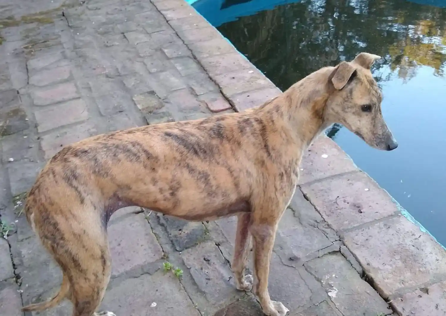 Mascotas: buscan a Chichilla