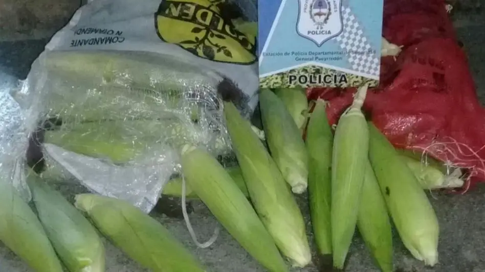 Con las manos en la masa: lo detienen robando 40 kilos de choclo