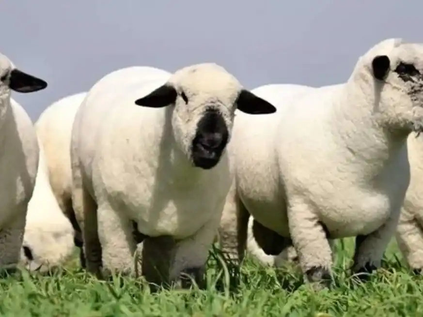 Un cordero alcanza las 3500 libras esterlinas en Carlisle, Gran Bretaña.