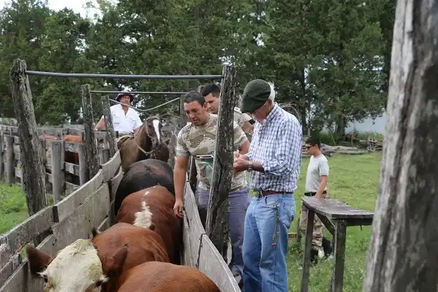 Luego de tres años, confirman la sentencia por el abigeato de 29 animales a Pieczocha