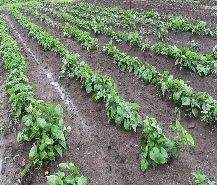 La batata, un cultivo cosmopolita y versátil