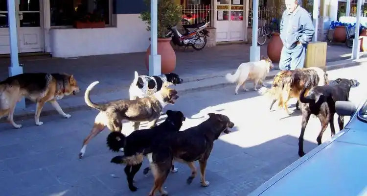 Perros callejeros: Preocupación por continuos ataques a peatones, ciclistas y motociclistas