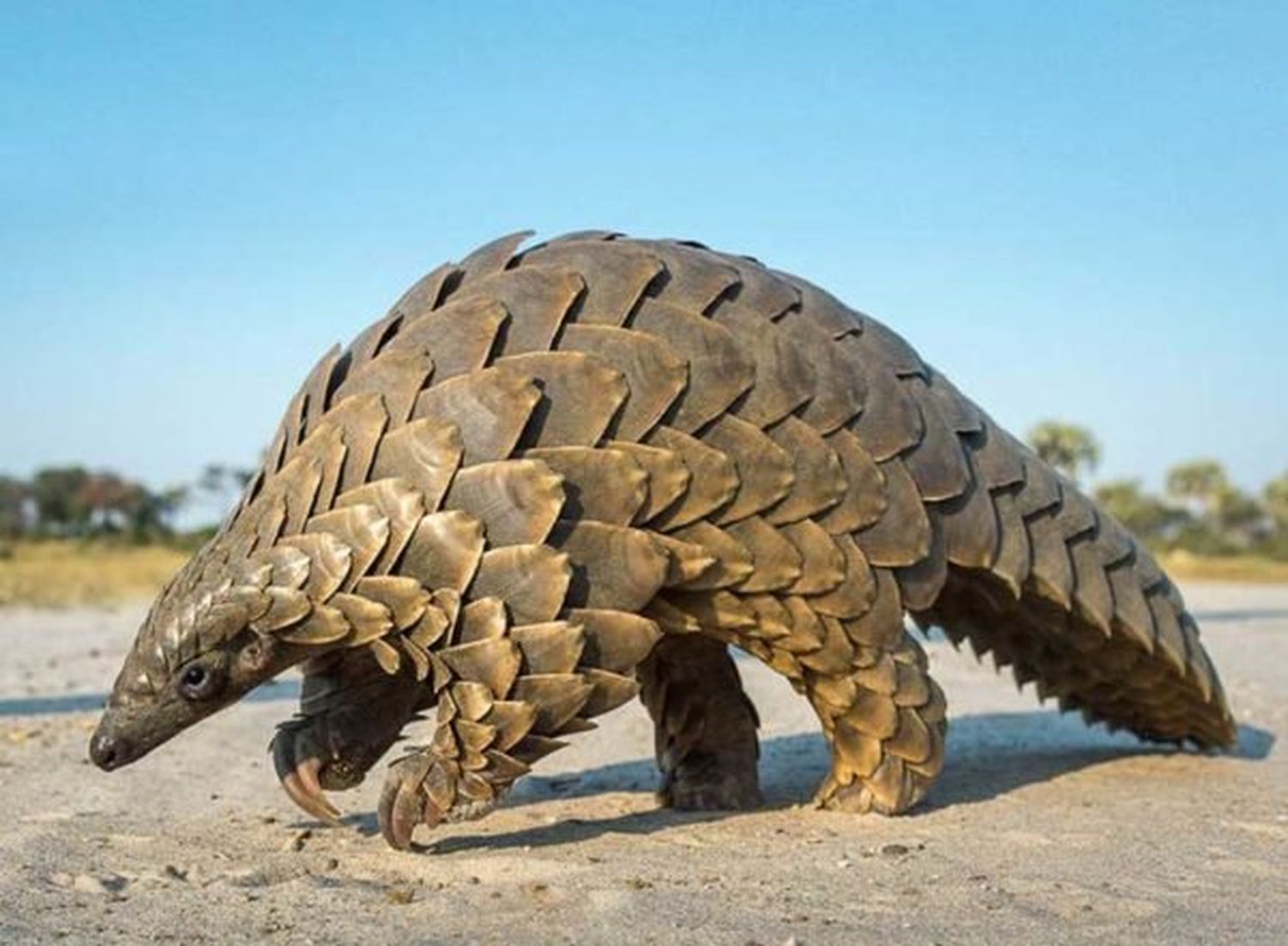 Un ejemplar de pangolín 