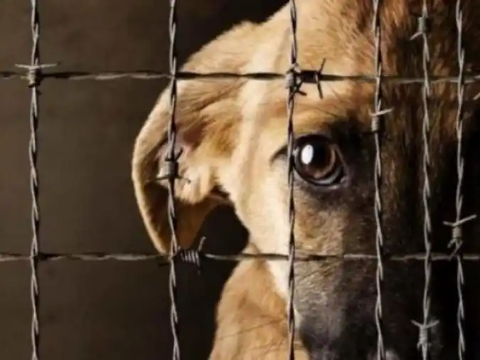 “Todos los animales sufren, por lo tanto, debemos respetarlos”