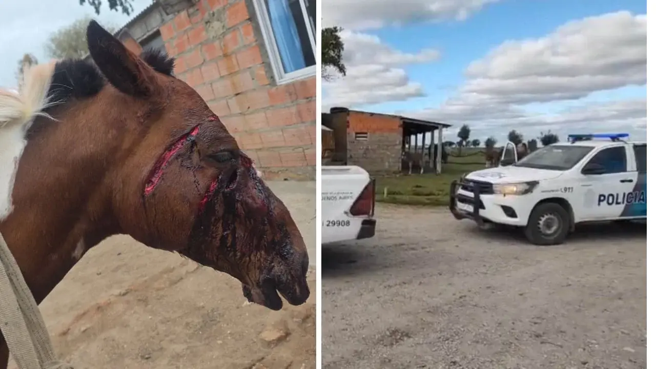 Los procedimientos fueron realizados por el Comando de Prevención de Rural de Coronel Dorrego