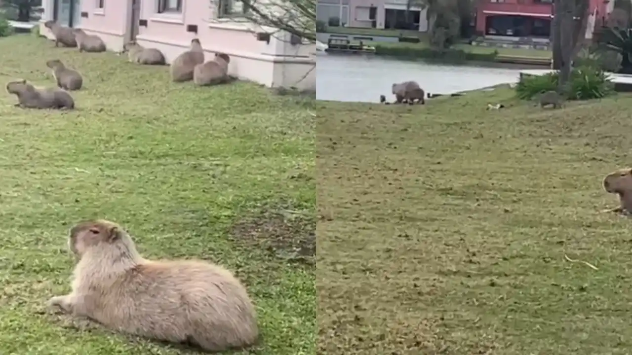 Volvió la polémica en redes por los carpinchos