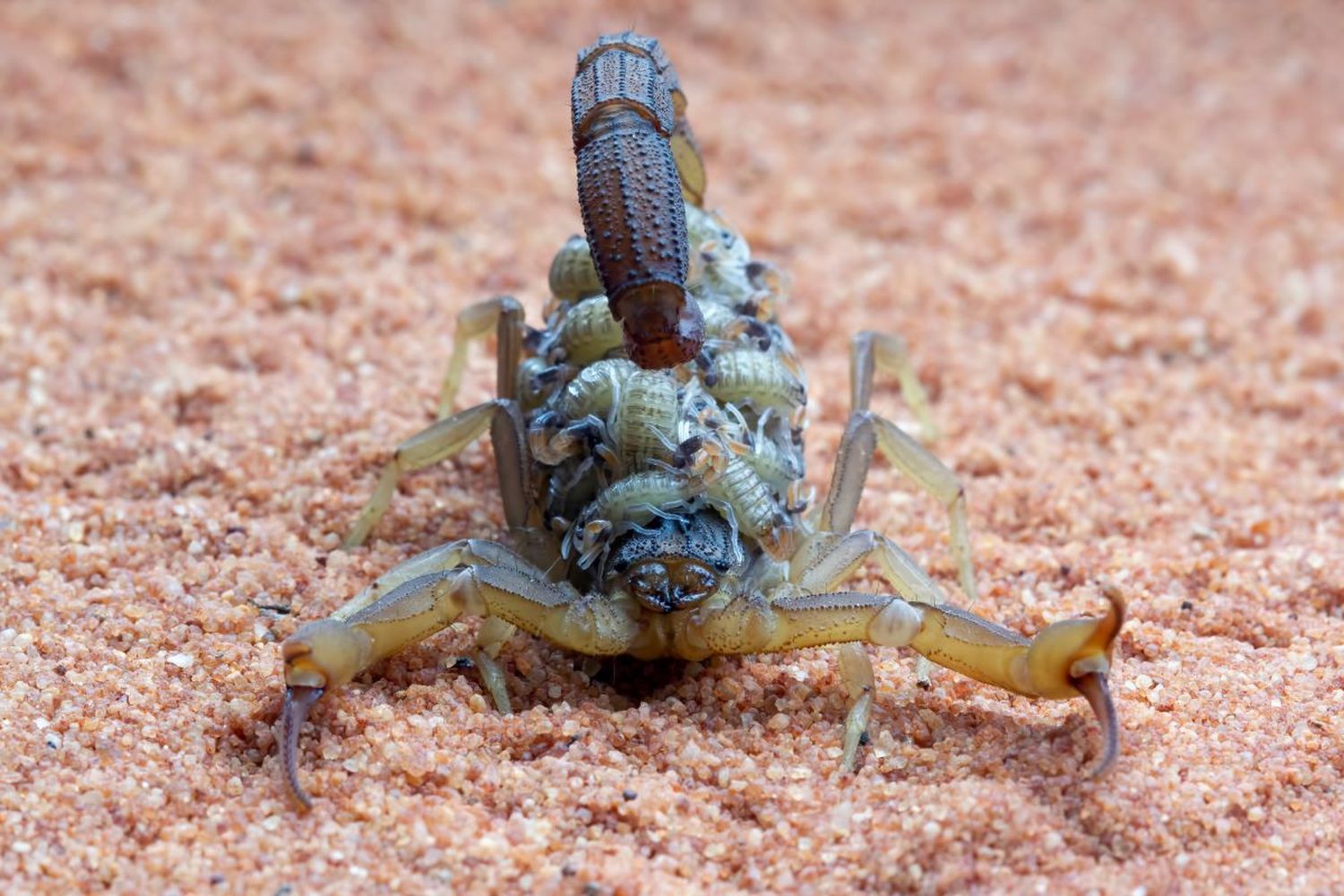 Con el calor llegan los alacranes y se deben activar los cuidados