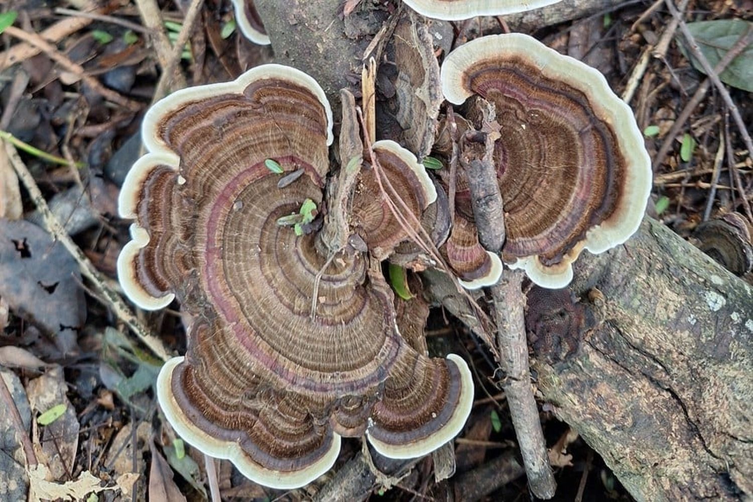 Hongos