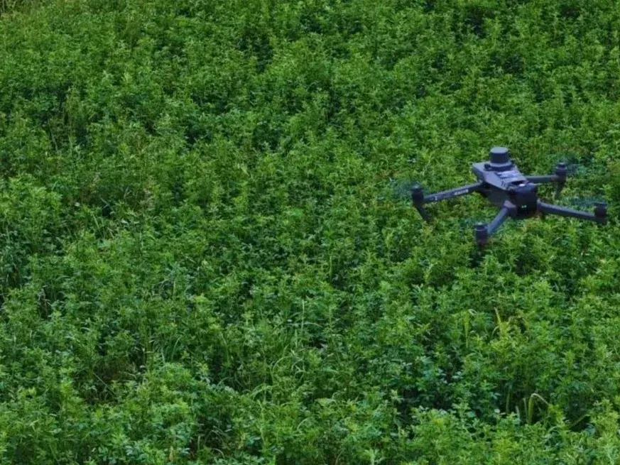 Drones y aprendizaje automático permiten detectar malezas en lotes de alfalfa