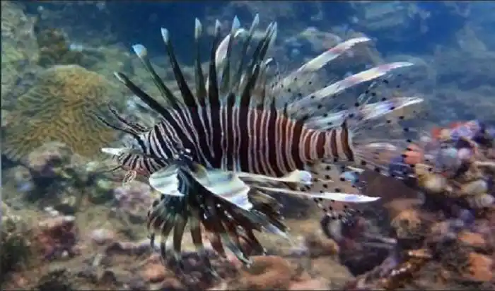 ¡PEZ LEÓN! Que el mayor depredador del planeta actúe